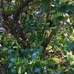 Image result for Dovyalis zeyheri