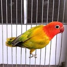 Euwing Dominant Pied Green Sable Euwing Clasa Lovebird Lovebirds Love Birds Sellbuy Sell Buy Auction Lelang Jual Beli Burung Cantik Burung Lelang
