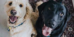 kopekler eve neden tuvaletini yapar metropol veteriner klinigi