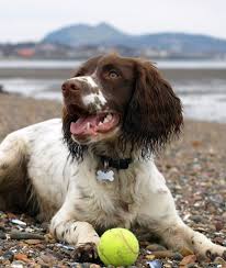 Black And White English Springer Spaniel Hunting 10 Cool Facts About English Springer Spaniels Mom Me Springer Spaniel Spaniel Puppies English Springer Spaniel