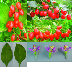 Image result for Lycium