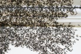Jun 04, 2021 · if you want to stay away from harsh chemicals when treating a sugar ant infestation, try the following natural home remedies: What Kills Ants Solutions For How To Get Rid Of Ants Reader S Digest