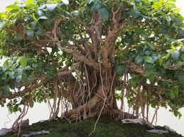 Image result for Ficus ottoniifolia