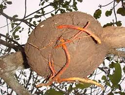 Image result for Phragmanthera cornetii