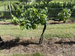 Image result for grape pruning