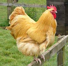 Buff orpington rooter 7 months old for sale. Raising Buff Orpington Roosters Modern Farming Methods Buff Orpington Rooster Buff Orpington Chickens Raising Backyard Chickens