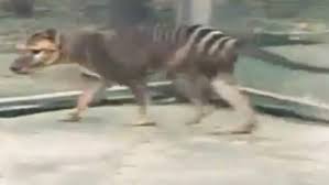 Was the iconic, extinct creature that once roamed australia a marsupial wolf or a tasmanian tiger? Are Tasmanian Tigers Still Out There String Of Cat Like Creatures Have Been Spotted Daily Mail Online