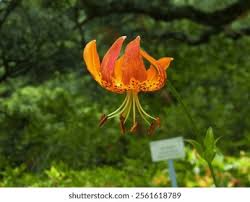 Image result for Strophanthus gardeniiflorus