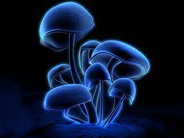 Papeis De Parede Gratis Para Pc Android Wallpaper Blue Posters Stuffed Mushrooms