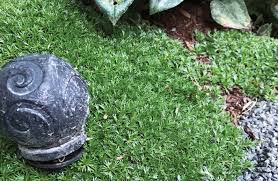 Image result for Pimpinella trifurcata