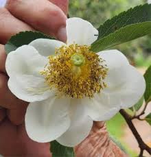 Image result for Feretia aeruginescens