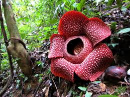 What S The World S Largest Flower It S The Rafflesia Arnoldii Which Grows Up To Three Feet And Weighs 24 Pounds Y Unusual Flowers Large Flowers Rare Flowers