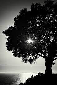 Beautiful Black And White Tree Pictures Stunning Black And White Tree Nature Photography Pictures