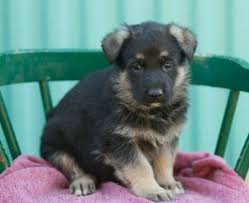 Advertise, sell, buy and rehome german shepherd dogs and puppies with pets4homes. Rosie German Shepherd Puppy For Sale Handmade Michigan