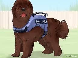 Training a service animal is a huge investment of time and effort on the part of these agencies. 14 Ways To Train Your Service Dog Without A Professional Trainer