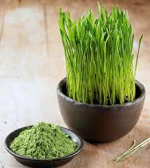 Wheatgrass juicer wheatgrass powder vitamins for hair growth hair vitamins wheat grass shots growing wheat grass natural remedies for insomnia insomnia help. Wheatgrass 14 Potential Health Benefits Nutrition And Side Effects