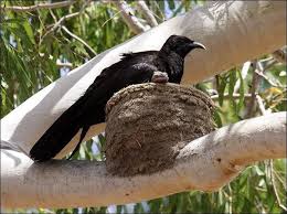Birds That Make Mud Nests On Buildings White Winged Chough Photo Image 1 Of 7 By Ian Montgomery At Birdway Com Au White Wings Bird Bird Species