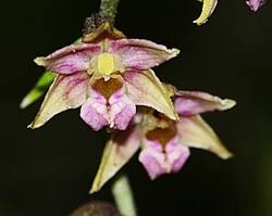 Image result for Epipactis africana