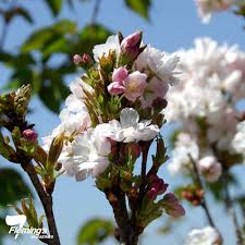 Check spelling or type a new query. Prunus Amanogawa Flowering Cherry Blerick Tree Farm