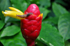 Maybe you would like to learn more about one of these? How To Keep Slugs Away From A Vegetable Garden