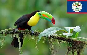 Top suggestions for ave nacional de honduras. Sera De Honduras El Ave Mas Bella De Centroamerica Radiohouse