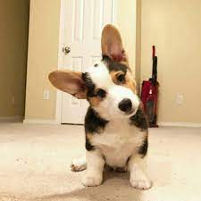 Cardigan welsh corgi puppies for sale near lynchburg, virginia, usa, page 1 (10 per page) puppyfinder.com is your source for finding an ideal cardigan welsh corgi puppy for sale near lynchburg, virginia, usa area. Corgi Puppies For Sale In New Corgi Puppies For Adoption Facebook