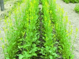Image result for Brassica juncea