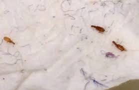 tiny crawling bugs in bathroom sink