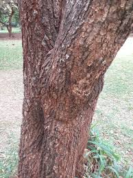 Image result for Croton megalocarpus