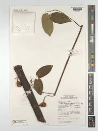 Image result for Ficus tremula