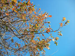 Image result for Bridelia micrantha