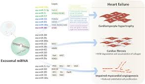 Maybe you would like to learn more about one of these? Frontiers Role Of Exosomal Mirnas In Heart Failure Cardiovascular Medicine