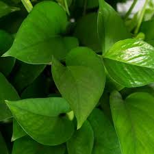 How to trim pothos dead leaves. Greenery Unlimited Pothos Care