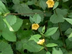 Image result for Sida rhombifolia