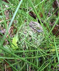 Image result for Trichopteryx fruticulosa