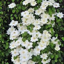 Check spelling or type a new query. 16 Garden Fence Ideas In 2021 Garden Fence Clematis Plants