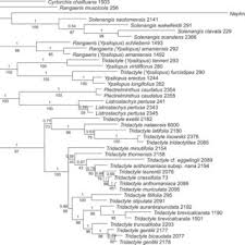 Image result for Tridactyle scottellii