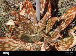 Image result for Aloe carnea