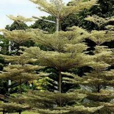 Harga pokok penjualan merupakan seluruh dari biaya yang dikeluarkan dalam rangka menghasilkan sebuah produk sampai dengan produk yang bersangkutan siap untuk dijual kembali. Pokok Doa