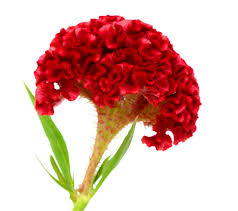 Image result for Celosia nervosa