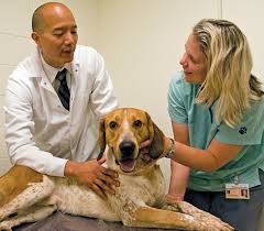 Exchange street crete il 60417. New Oncology Clinical Trials Veterinary Medicine At Illinois