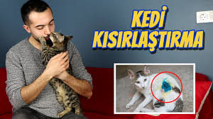 kedi kisirlastirma hakkinda hersey kedi kisirlastirma detayli anladim youtube