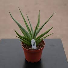 Image result for Sansevieria