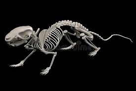 Rat Skeleton Stock Illustration Illustration Of Skeletal 82530778