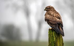 Bekijk meer ideeën over buizerd, roofvogels, vogels. Pas Op Agressieve Buizerds Verdedigen Nest En Kroost Bij Eexterveen En Vallen Dus Aan Dagblad Van Het Noorden