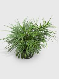 Image result for Actiniopteris