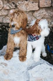 Find your new companion at nextdaypets.com. Sweet Maple Labradoodles Multi Generational Australian Labradoodles Located In Salt Lake City Utah
