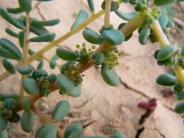 Image result for Suaeda vermiculata