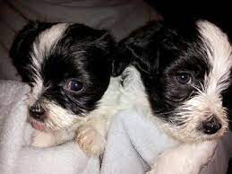 Teacup yorkie puppies for sale in oregon, or. Akc Male Havanese Puppies For Sale In Grants Pass Oregon Classified Americanlisted Com