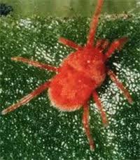 Image result for Trombicula autumnalis bites